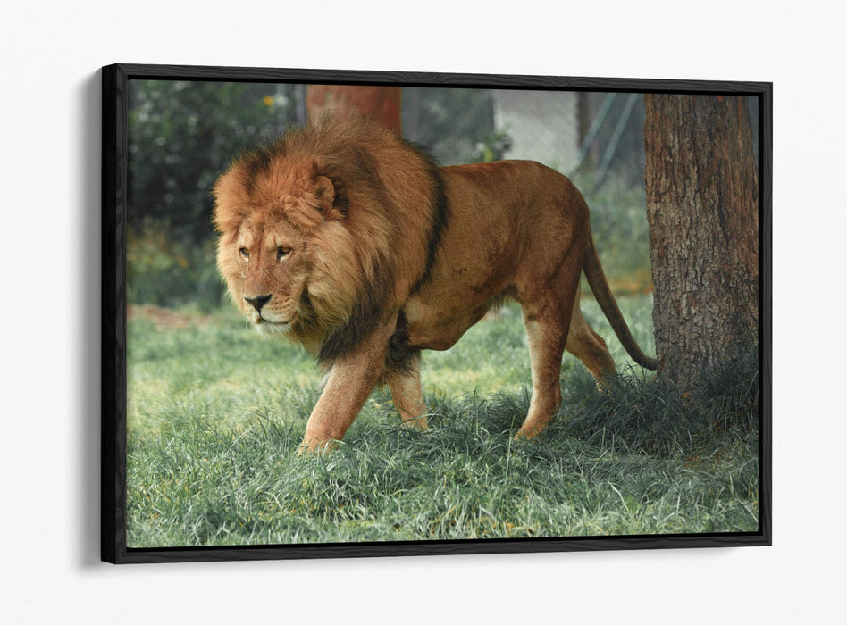 LION ON THE PROWL -FLOAT EFFECT CANVAS WALL ART PIC PRINT- ANIMAL PHOTOGRAPHY