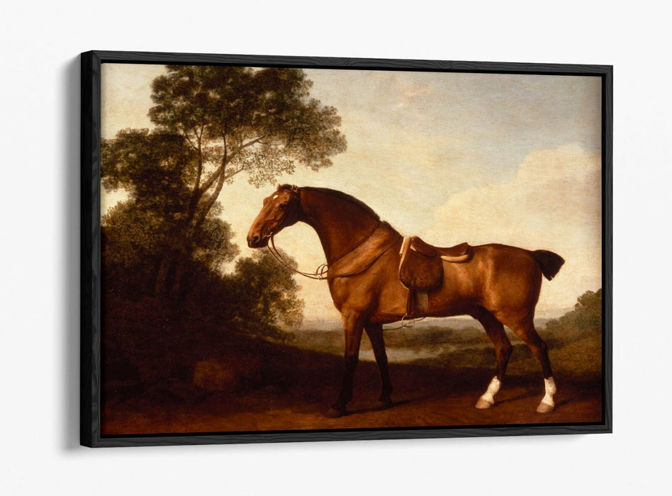 A SADDLED BAY HUNTER -FLOAT EFFECT CANVAS WALL ART PICTURE PRINT- HORSE PAINTING