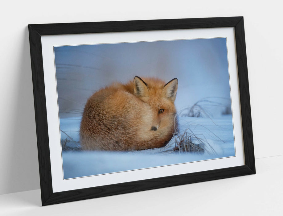 RED FOX SNOWY, WILDLIFE PHOTOGRAPHY -ART FRAMED POSTER PICTURE PRINT ARTWORK