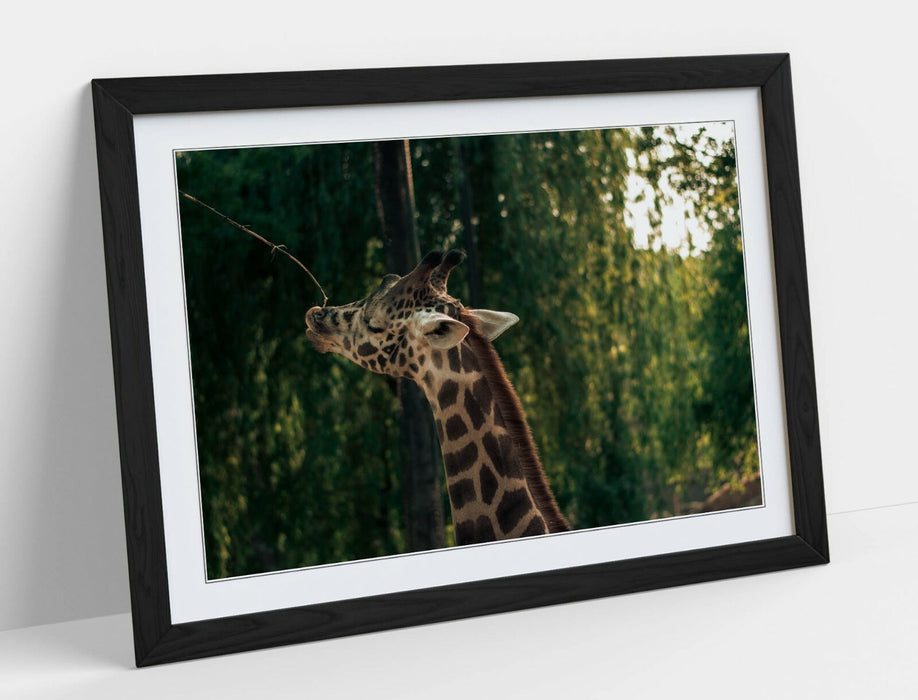 GIRAFFE GRAZING LEAVES -ART FRAMED POSTER PICTURE PRINT- WILDLIFE PHOTOGRAPHY