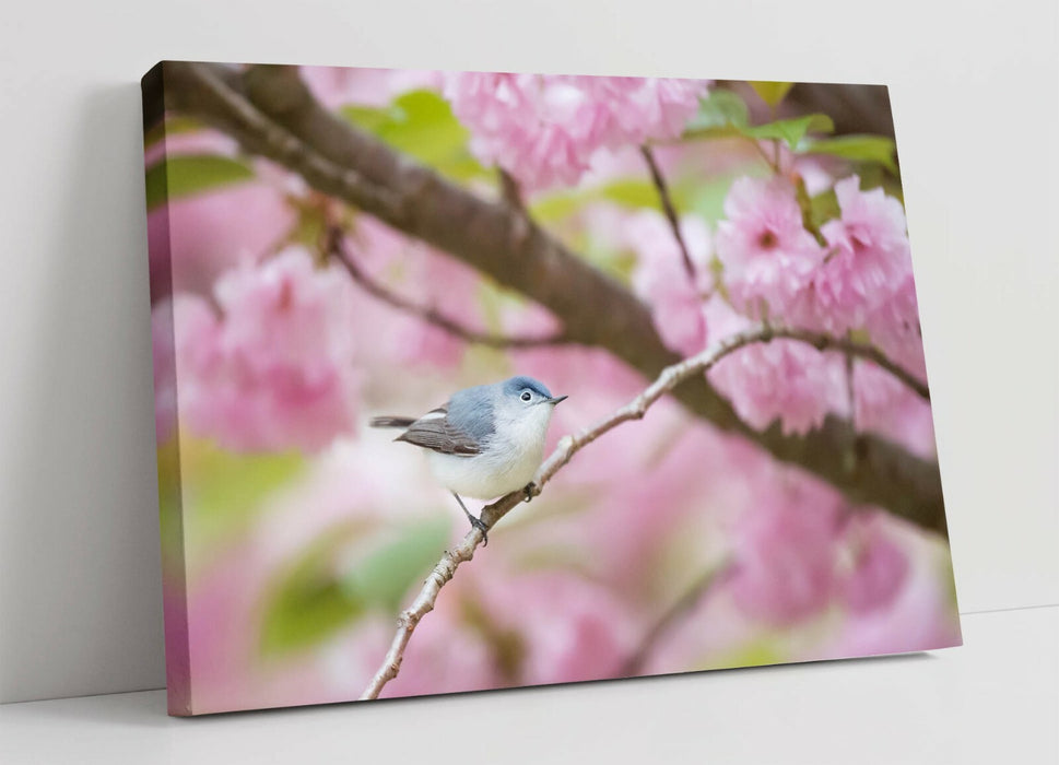 BIRD & PINK CHERRY BLOSSOM PHOTO -CANVAS WALL ART PRINT ARTWORK 30MM DEEP FRAMED