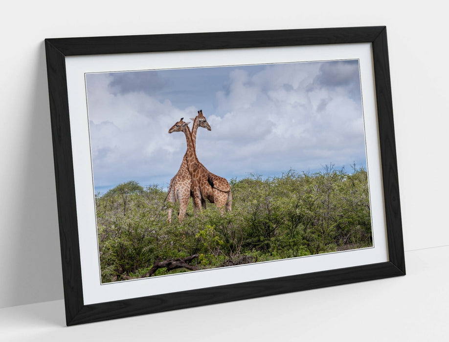 GIRAFFES IN LOVE -ART FRAMED POSTER PICTURE PRINT- WILDLIFE PHOTOGRAPHY