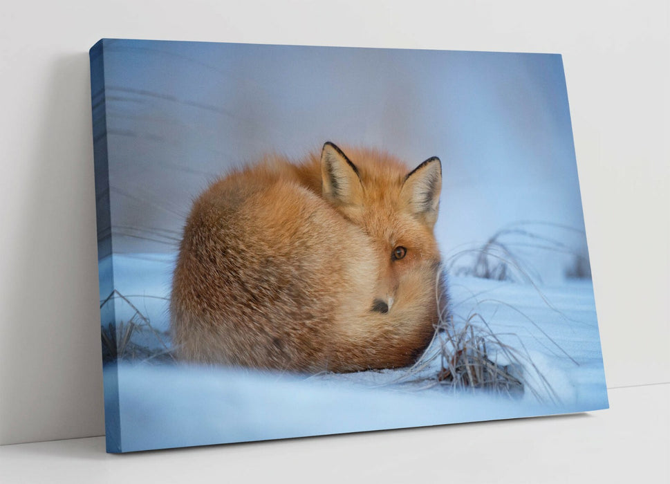 RED FOX SNOWY LANDS, WILDLIFE PHOTOGRAPY -CANVAS WALL ART PRINT ARTWORK FRAME