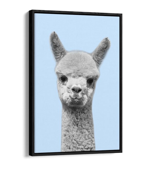 ALPACA BLACK WHITE BABY BLUE FLOAT EFFECT CANVAS WALL ART PIC PRINT