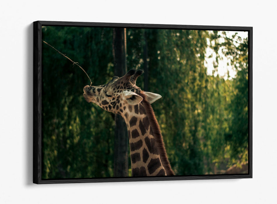 GIRAFFE GRAZING LEAF -FLOAT EFFECT CANVAS WALL ART PIC PRINT- ANIMAL PHOTOGRAPH
