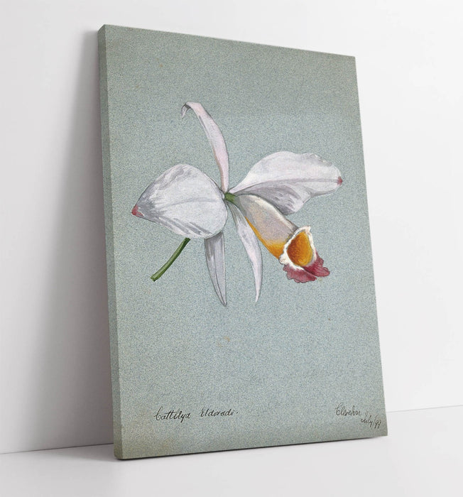 AN ORCHID WATERCOLOUR ILLUSTRATION HOME DECOR CANVAS WALL ART PICTURE PRINT