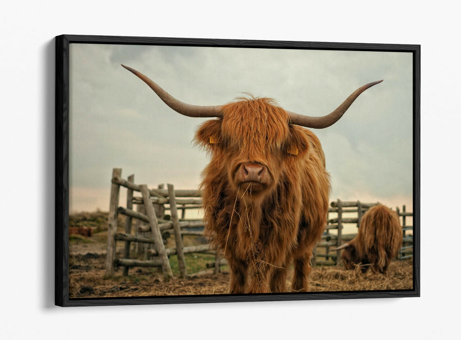 HIGHLAND COW RUSTIC FARM PHOTO -FLOAT EFFECT CANVAS WALL ART PIC PRINT- ANIMAL