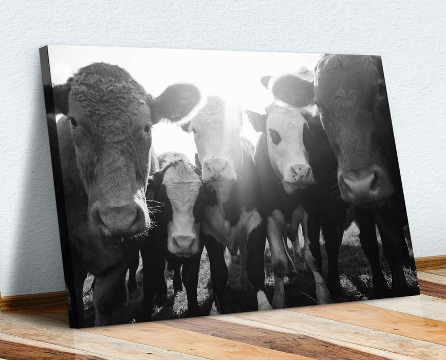 Gang of Cows CANVAS WALL ART PRINT ARTWORK 30MM DEEP FRAME Animal Cow