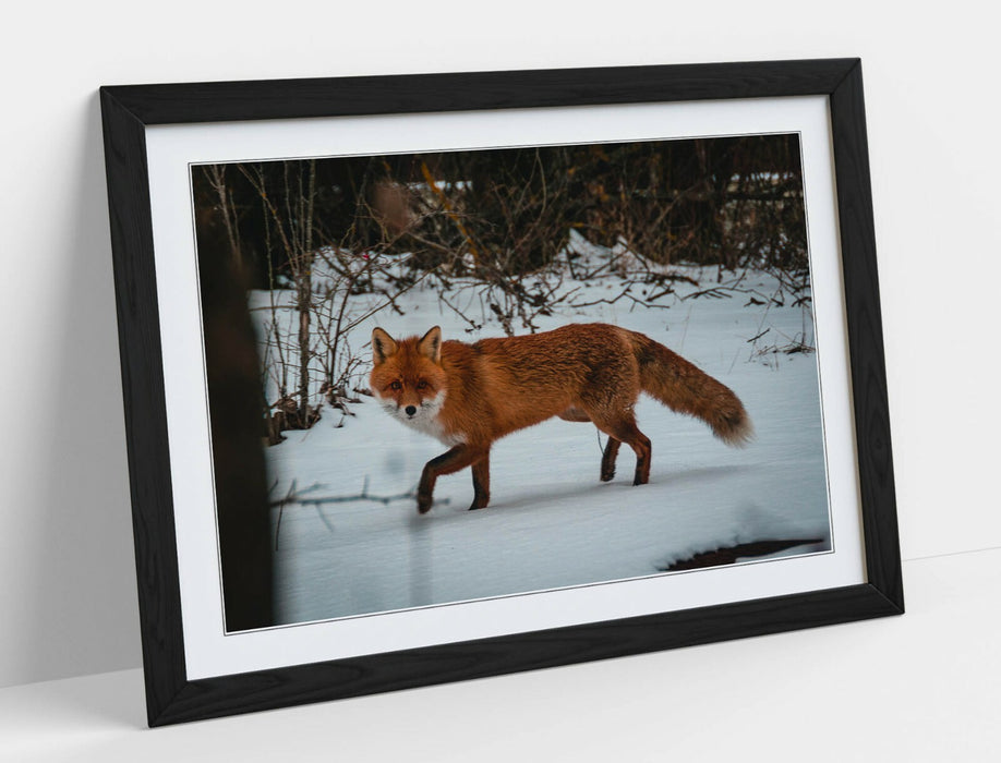 RED FOX SNOWY, WILDLIFE PHOTOGRAPHY -ART FRAMED POSTER PICTURE PRINT ARTWORK