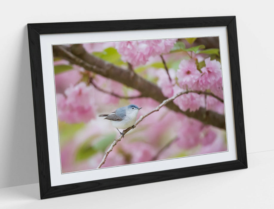 BIRD & CHERRY BLOSSOM PHOTOGRAPHY -FRAMED POSTER WALL ART PICTURE PRINT ARTWORK