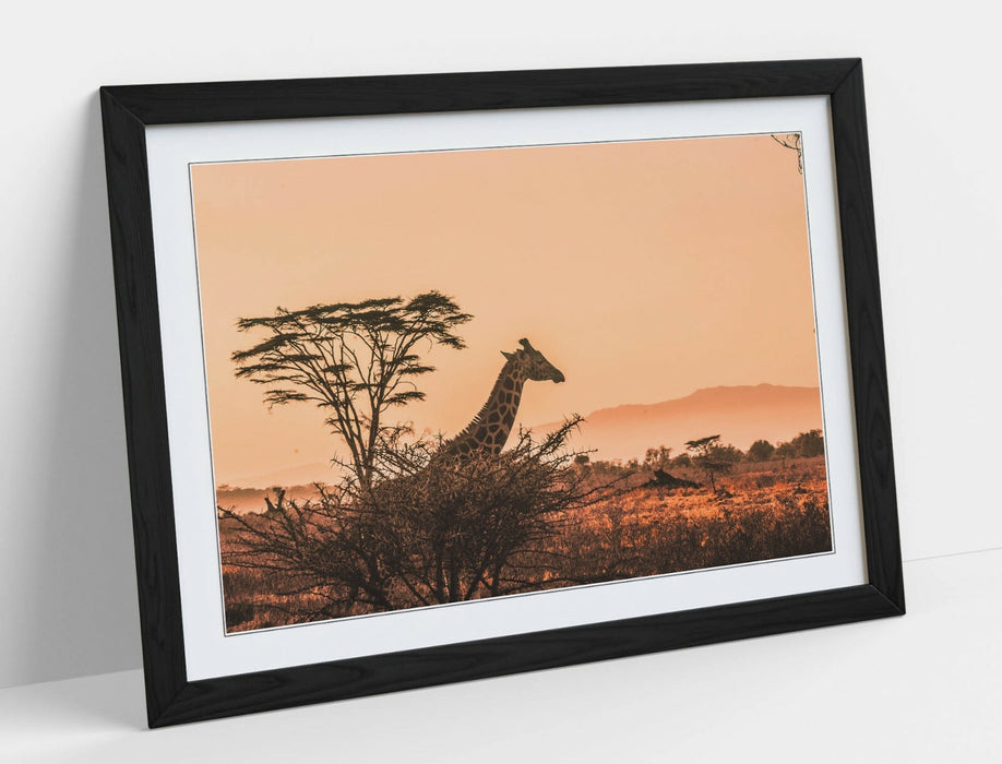 GIRAFFE SAFARI SUNSET -ART FRAMED POSTER PICTURE PRINT- WILDLIFE PHOTOGRAPHY