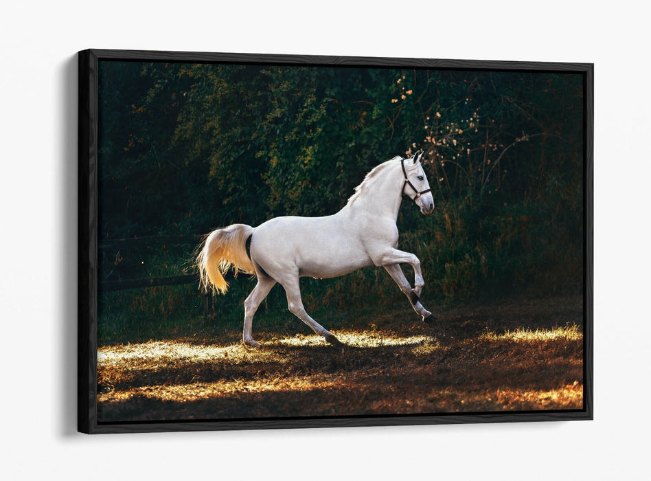 WHITE HORSE GALLOPING HOME BEDROOM DECOR FLOAT EFFECT CANVAS WALL ART PRINT