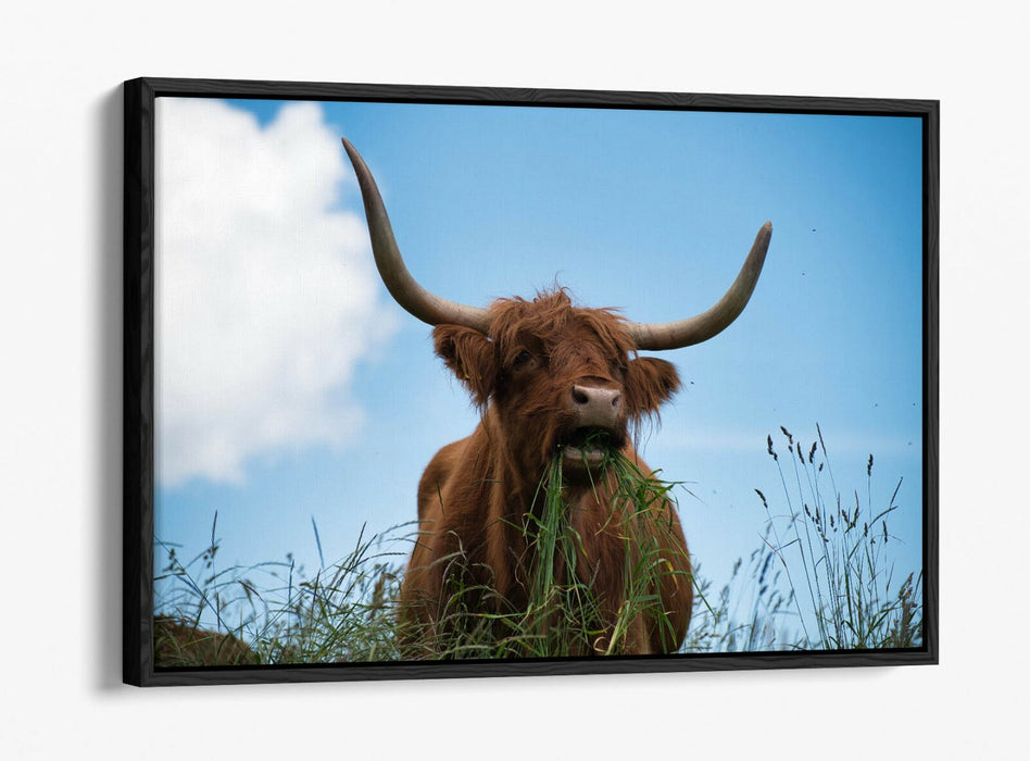 HIGHLAND COW BLUE SKY PHOTO -FLOAT EFFECT CANVAS WALL ART PIC PRINT- ANIMAL