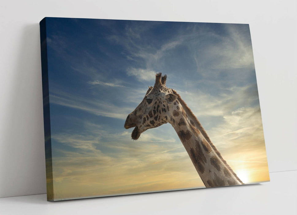 GIRAFFE IN THE CLOUDS -CANVAS WALL ART PRINT ARTWORK ANIMAL FRAMED- ANIMAL PHOTO