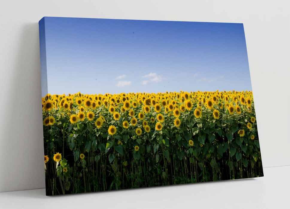 SUNFLOWER FIELD PHOTOGRAPHY -CANVAS WALL ART PRINT ARTWORK 30MM DEEP FRAMED