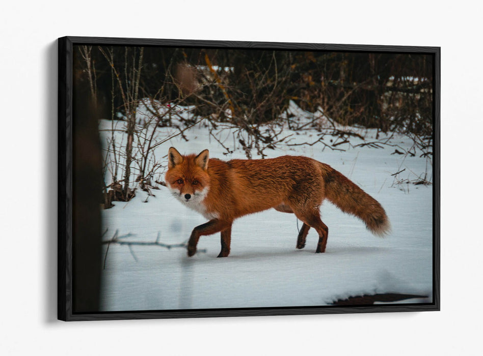 RED FOX SNOWY LAND, WILDLIFE PHOTOGRAPHY -FLOAT EFFECT CANVAS WALL ART PIC PRINT