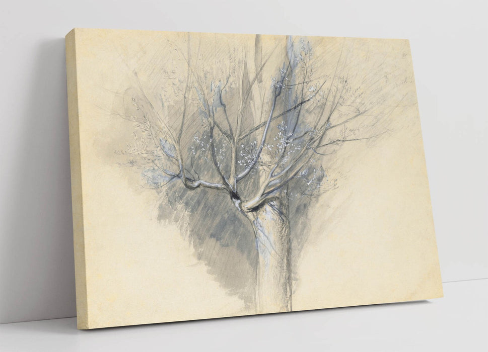 JOHN RUSKIN, BUDDING SYCAMORE -CANVAS WALL ARTWORK PICTURE PRINT