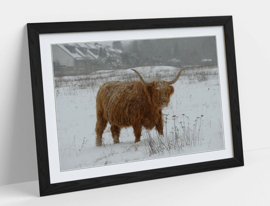 HIGHLAND COW SNOWY LANDSCAPE -WALL ART FRAMED POSTER PICTURE PRINT- ANIMAL PHOTO