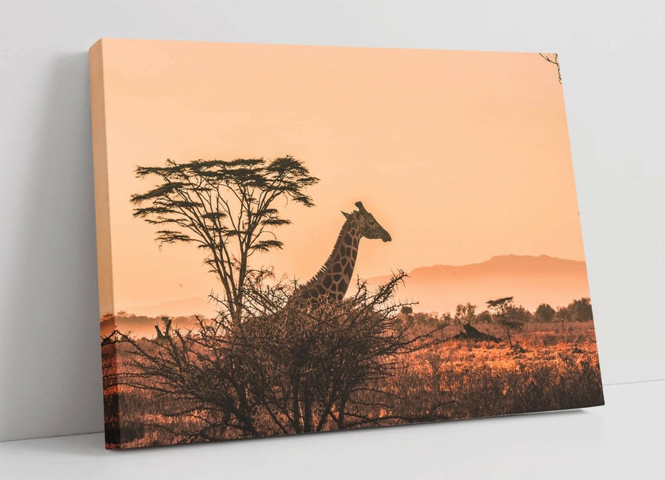 GIRAFFE SAFARI SUNSET -CANVAS WALL ART PRINT ARTWORK ANIMAL FRAMED- ANIMAL PHOTO