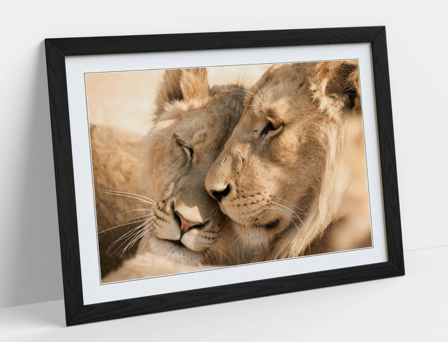LIONS IN LOVE, WILDLIFE PHOTOGRAPHY -ART FRAMED POSTER PICTURE PRINT ARTWORK