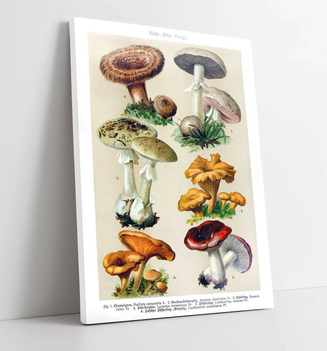 QUIRKY VINTAGE MUSHROOM ILLUSTRATIONS ART POSTER -CANVAS WALL ART PICTURE PRINT