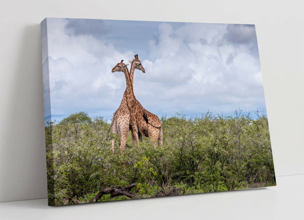 GIRAFFES IN LOVE -CANVAS WALL ART PRINT ARTWORK ANIMAL FRAMED- ANIMAL PHOTO