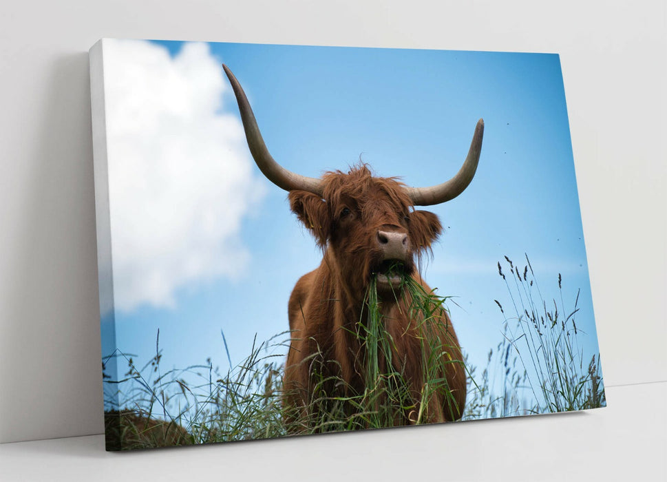 HIGHLAND COW BLUE SKY PHOTO -CANVAS WALL ART PRINT ARTWORK ANIMAL FRAMED PIC
