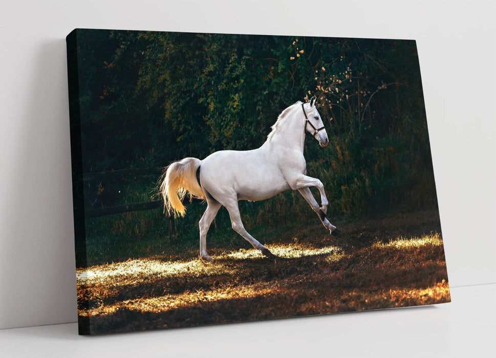 WHITE HORSE GALLOPING HOME BEDROOM DECOR CANVAS WALL ARTWORK PICTURE PRINT