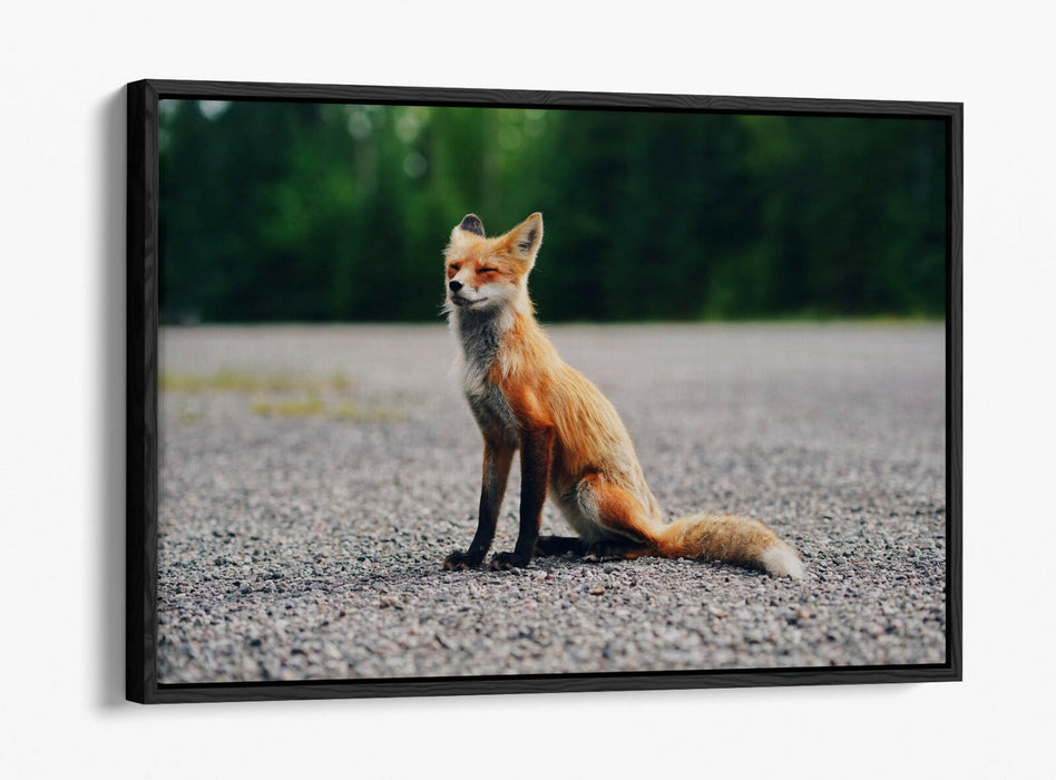CUTE BABY FOX, WILDLIFE PHOTOGRAPHY -FLOAT EFFECT CANVAS WALL ART PIC PRINT