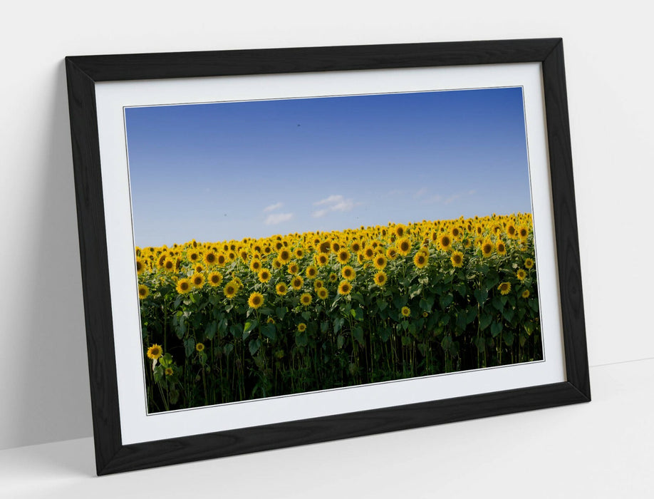 SUNFLOWER FIELD PHOTOGRAPHY -FRAMED POSTER WALL ART PRINT ARTWORK
