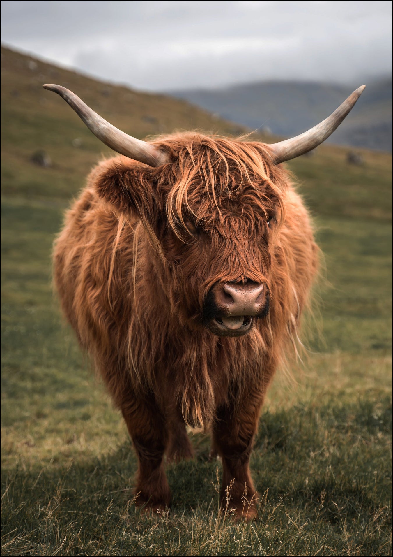 Highland Cow Canvas Prints & Wall Art