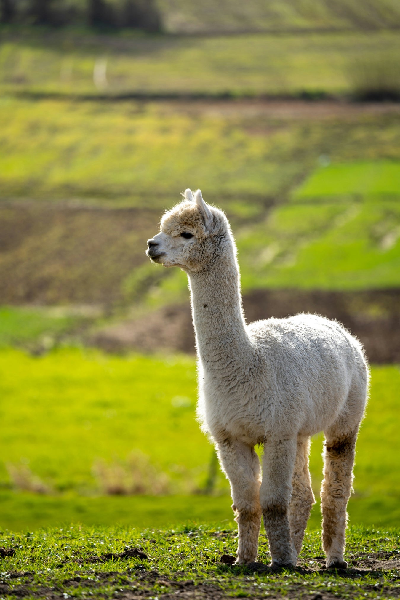 Farm Animal Prints & Wildlife Wall Art