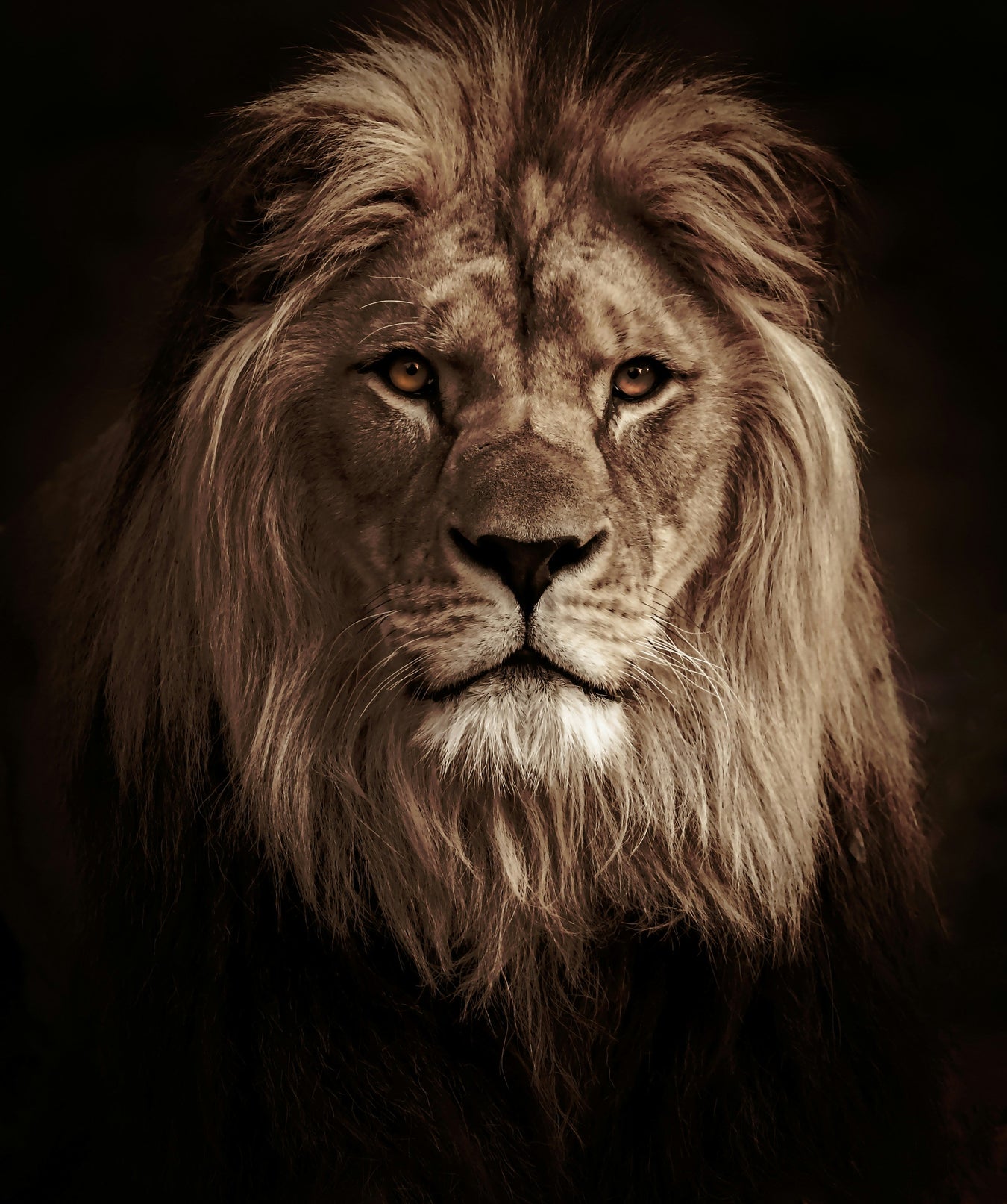 Nature & Animals