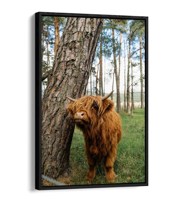 Highland Cow Canvas - Cute Animal Print Float Effect Wall Art | Handmade UK
