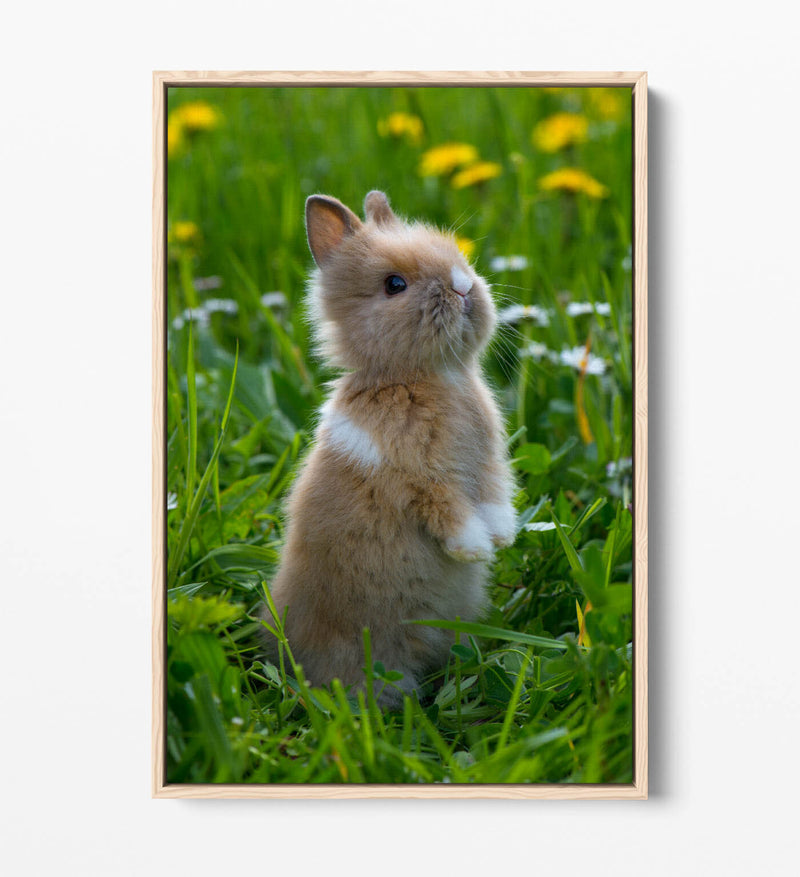 Bunny Canvas Wall Art – Cute Rabbit Home Decor With Float Effect Canvas Print