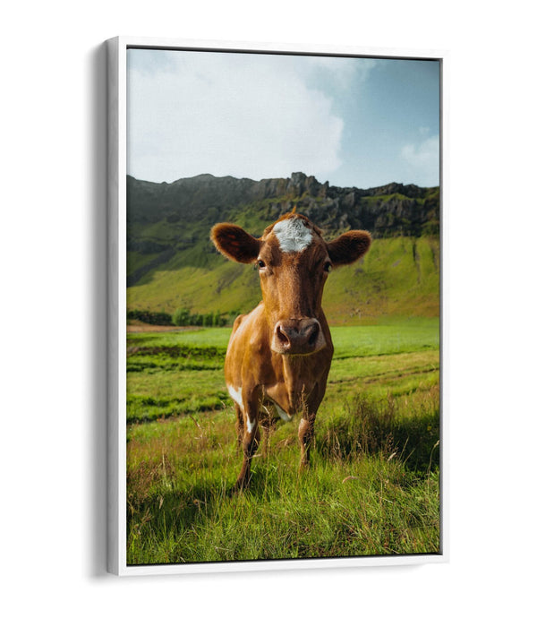 Canvas Wall Art – Brown Cow In Green Field | Handmade Float Effect Frame