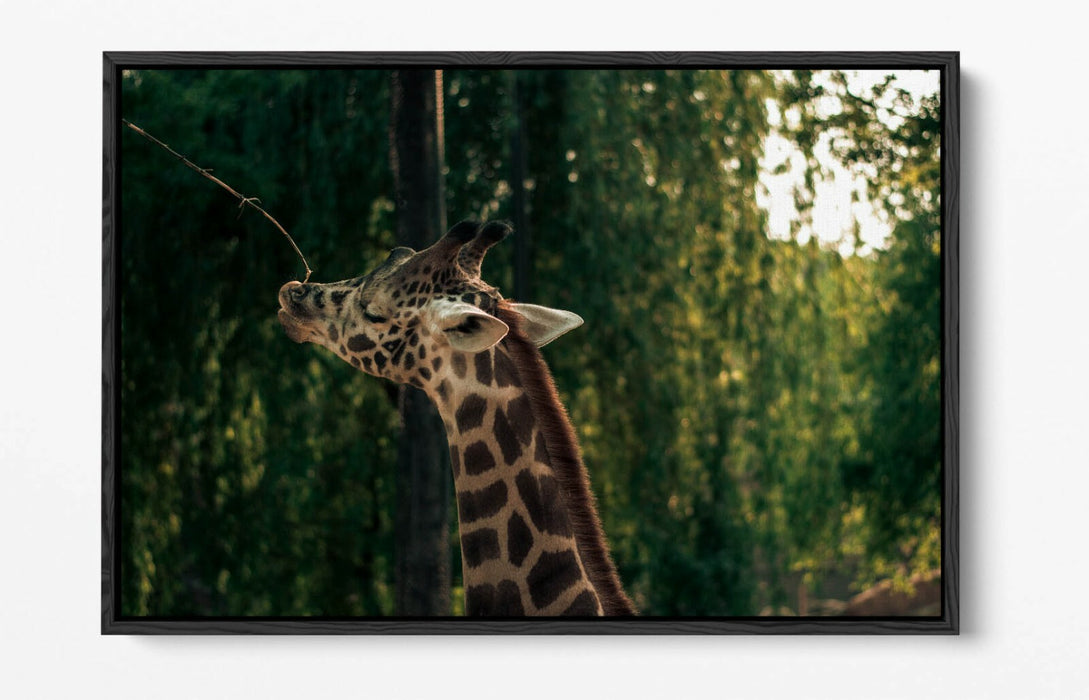 GIRAFFE GRAZING LEAF -FLOAT EFFECT CANVAS WALL ART PIC PRINT- ANIMAL PHOTOGRAPH