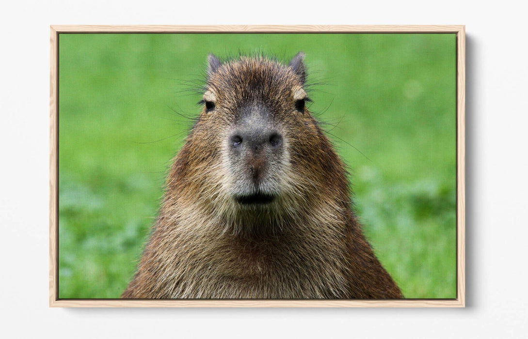 Capybara Canvas Art - Funny Animal Wall Decor With Float Effect Frame, Ready To Hang