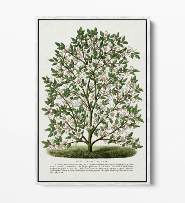 Canvas Wall Art – Hardy Magnolia Tree Print | Float Effect Frame | Handmade UK Art