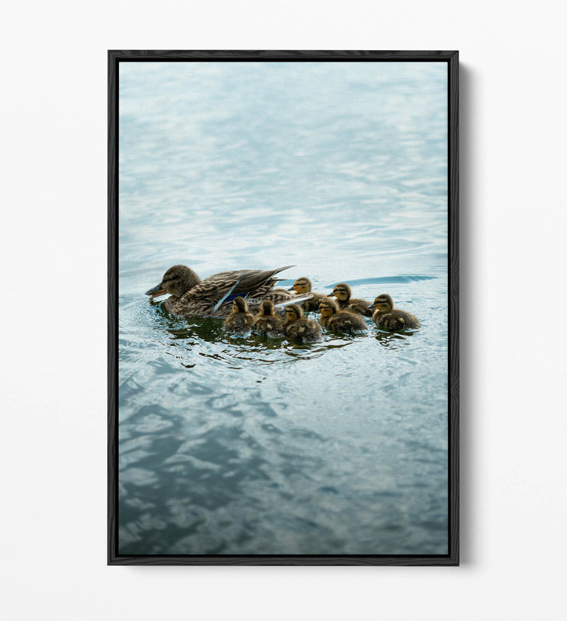 Duck Canvas Wall Art - Handmade UK Canvas Print With Float Effect Frame