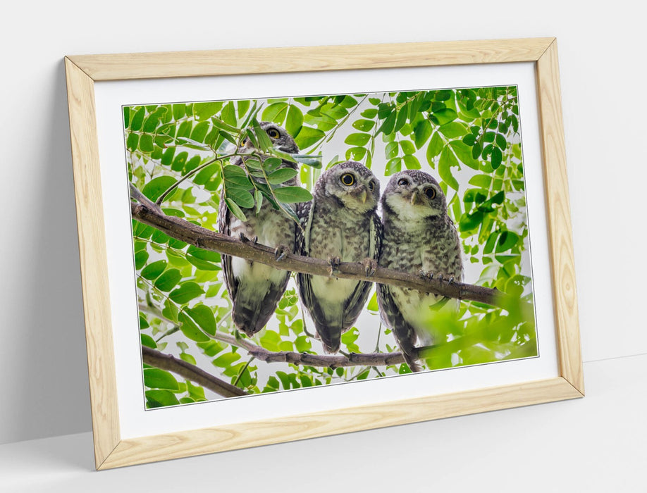 Framed Owl Wall Art – Three Owls In Tree | Handmade Bedroom Framed Print