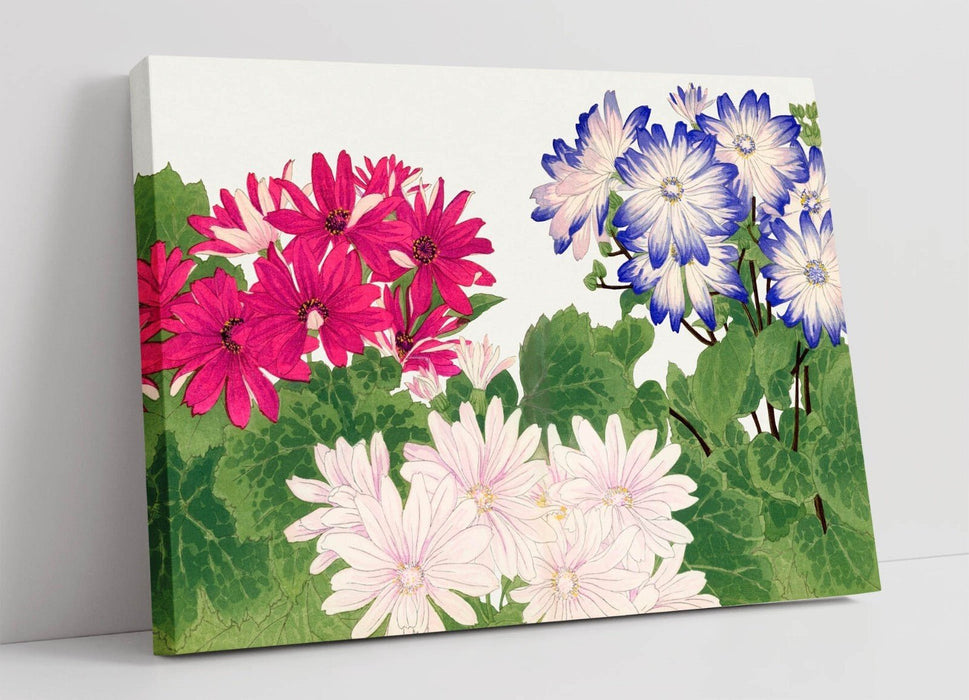 Canvas Wall Art - Vintage Cineraria Flower Print | Handmade Floral Artwork UK