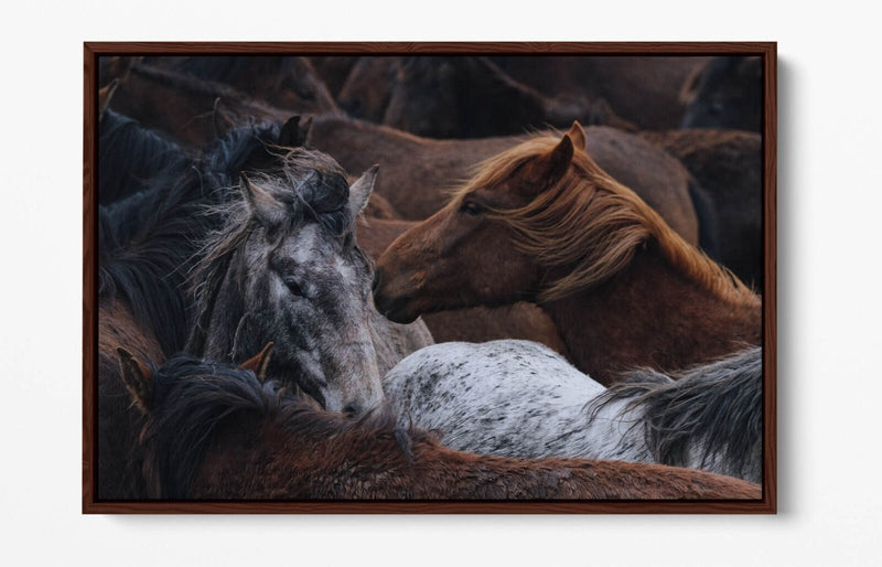 Horse Canvas Art - Float Effect Canvas Wall Art Print With Vibrant Color