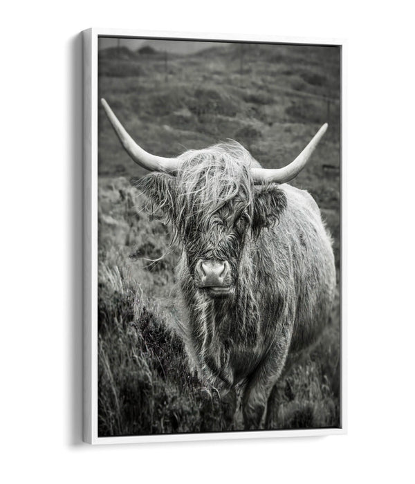 Highland Cow Canvas | Black and White Float Effect Wall Art Print - Handmade UK