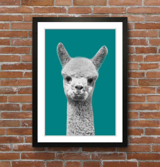 ALPACA BLACK AND WHITE TEAL FRAMED POSTER WALL ART PRINT ARTWORK DESIGN