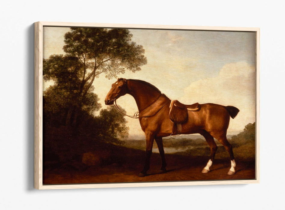 A SADDLED BAY HUNTER -FLOAT EFFECT CANVAS WALL ART PICTURE PRINT- HORSE PAINTING