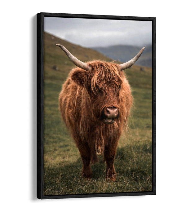 Canvas Wall Art - Highland Cow Print With Floating Canvas Frame | UK Made Home Decor