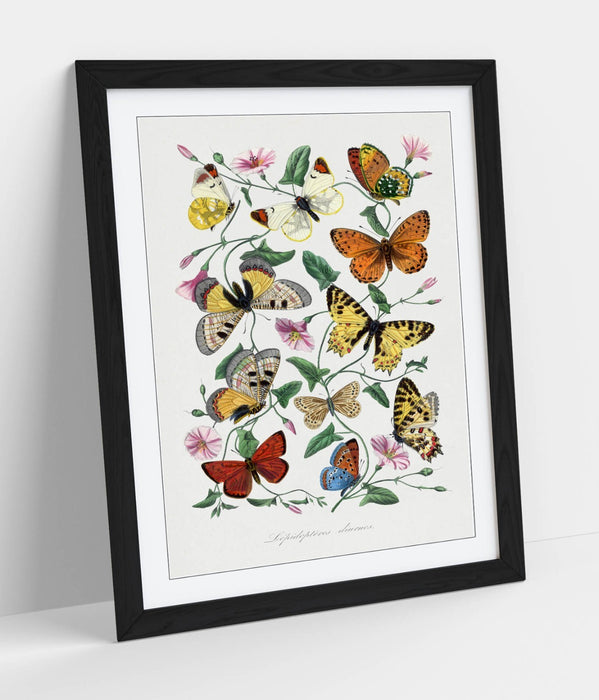 Framed Wall Art - Paul Gervais Butterflies And Moths Print With Woodgrain Frame