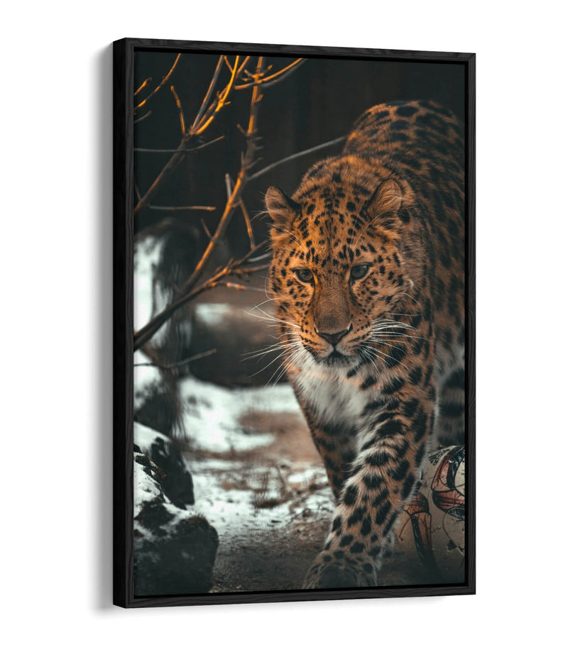 Snow Leopard Canvas Art - Wildlife Wall Art Print | Float Effect Frame