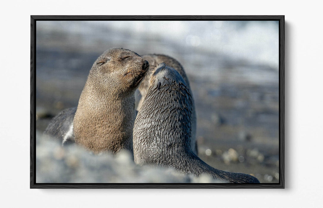 Sea Lions Canvas Art – Cute Beach Wall Decor Ready To Hang Bedroom Print